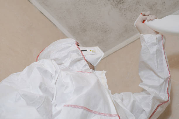 Best Black Mold Remediation in Grabill, IN