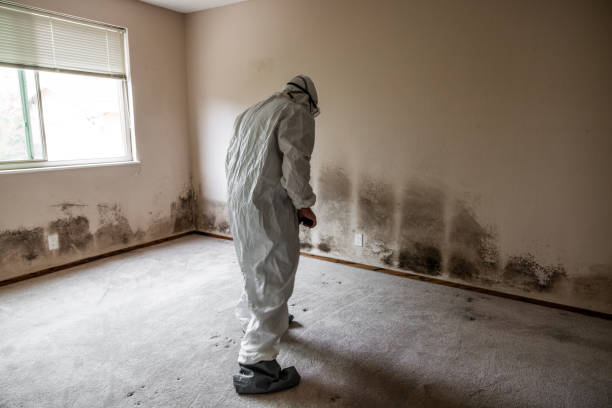 Best Bathroom Mold Remediation in Grabill, IN